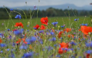 ONE Mägenwil_Natur in Mägenwil